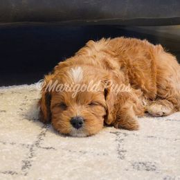 Cavapoo Puppies from Marigold Pups