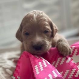 Cindy Bear - Apricot female Goldendoodle puppy in Rocky Point, North Carolina from CelticDoods