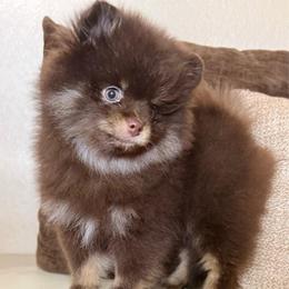 Euri - Chocolate and tan male Pomeranian puppy in Phoenix, Arizona from Luxpomz
