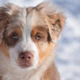 Australian Shepherds from Our Barn Aussies