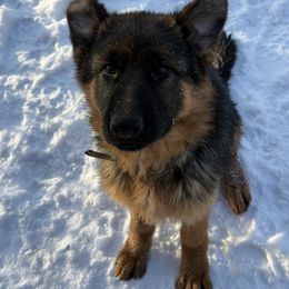 German Shepherd Puppies from Golden Ridge
