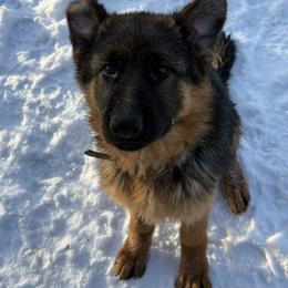 German Shepherd Puppies from Golden Ridge