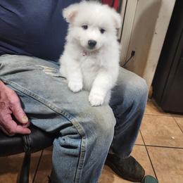 Anastasia - White female American Eskimo Dog puppy in Grants Pass, Oregon from SnH Eskies