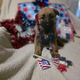 Niobe - Sable female German Shepherd puppy in Leon, West Virginia from Heart2Heart Kennels