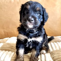 Bernedoodle Puppies from BFF Bernedoodles