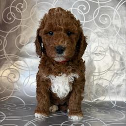 Macadamia - Red  female Goldendoodle puppy in De Pere, Wisconsin from Kinzor Kennels