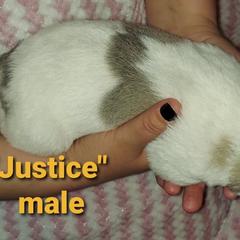 Anatolian Pyrenees Puppies from Alisha's Anatolian Pyrenees