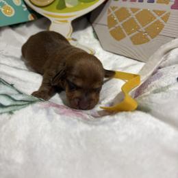 Yellow collar - Red male Dachshund puppy in Pleasant Plains, Arkansas from JGBs Dachshunds