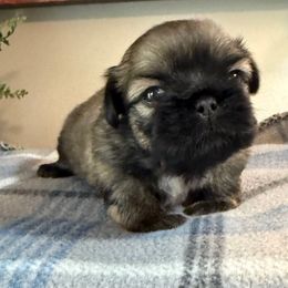 Smoky - Brindle male Shih Tzu puppy in Zephyrhills, Florida from Mary’s Shih Tzus
