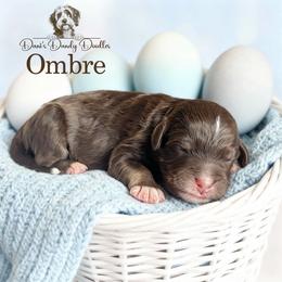 Ombre - Red tri-color male Aussiedoodle puppy in Roebuck, South Carolina from Dani's Dandy Doodles