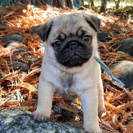 Fuji - blue collar - Fawn male Pug puppy in Saint Helens, Oregon from Ebert Golden Retrievers & Pugs