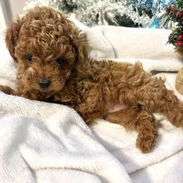 Millie - Red  female Poodle puppy in Hephzibah ( Richmond County ), Georgia from Healing Pawz LLC