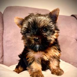 Amadeus - Black and tan male Yorkshire Terrier puppy in San Antonio, Texas from CISCOK9