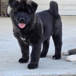 Akita Puppies from Folklore Akitas