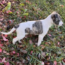 Whippet Puppies from Tigger’s Whippets