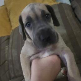 Olive - Fawn female Great Dane puppy in Pollock, Louisiana from Danes Done Right