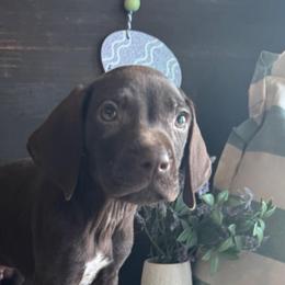 Parker - Liver male German Shorthaired Pointer puppy in Ulen, Minnesota from North Wind Gundogs