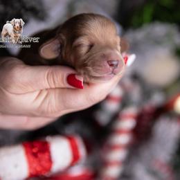 Stefan - Cream male Dachshund puppy in Iola, Texas from Whiskey River Dachshunds