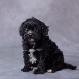 Gia - Black and white female Cavapoo puppy in Apple Creek, Ohio from Grandeur Valley Puppies