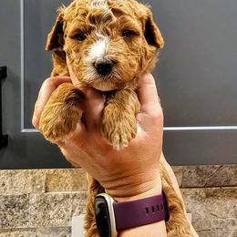 Lucky - Red male Bernedoodle puppy in Forest, Ohio from Mini Doodle Buddies