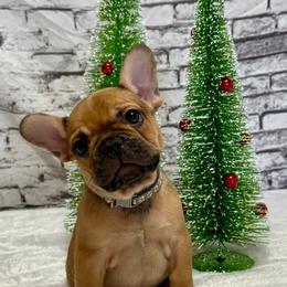 Heath - Fawn male French Bulldog puppy in Colorado from NOCO French Bulldogs