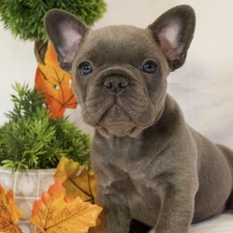 Winnie - Blue female French Bulldog puppy in Middle Township, New Jersey from 609 Frenchies