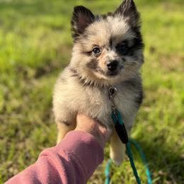 Pomeranian Puppies from GTBBF Pomeranians