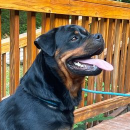 Apache - Rottweiler