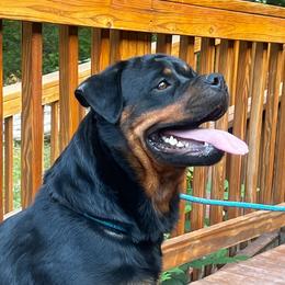 Apache - Rottweiler