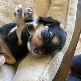 Cavapoo and Lagotto Romagnolo Puppies from Raven Meadow Ranch