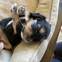 Cavapoo and Lagotto Romagnolo Puppies from Raven Meadow Ranch