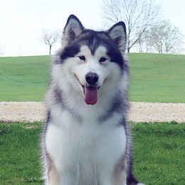 Zenny - Alaskan Malamute