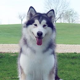 Zenny - Alaskan Malamute