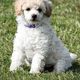 Miniature Australian Shepherd, Poodle, and Toy Australian Shepherd Puppies from Donna’s Aussies & Pink Heart Poodles
