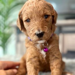 Coco - Red female Bernedoodle puppy in San Antonio, Texas from Pyper Bernedoodles SATX
