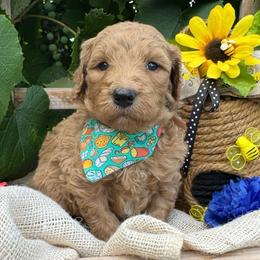 Swiss - Gold male Bordoodle puppy in Canfield, Ohio from Poo's Doo's & Inu's