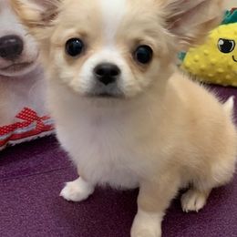 Chihuahuas from Schafer's AKC Chihuahuas and Collies