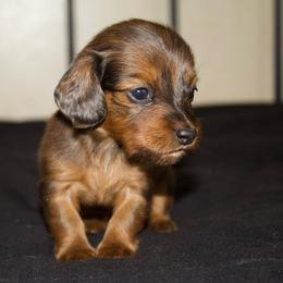 Artesia (health tested parents ) - Dapple female Dachshund puppy in Midland, Texas from The Barefield Doxies