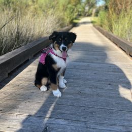 Australian Shepherd Puppies from Ace of Spades Australian Shepherds
