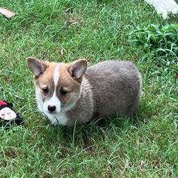 Opal - AKC - Red female Pembroke Welsh Corgi puppy in Millsap, Texas from BJ's Blessings