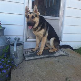 German Shepherds from Judds German Shepherds