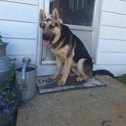 German Shepherds from Judds German Shepherds