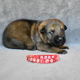 Red - Sable male German Shepherd puppy in Cherryville, North Carolina from Masky Kennel