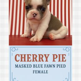 Cherry Pie - female French Bulldog puppy in Utah from HM Kennels