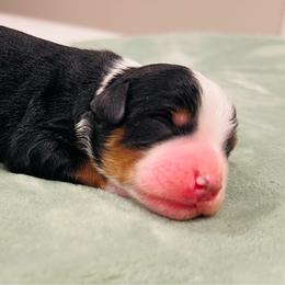 Princess Daisy - Tri-color female Bernedoodle puppy in Sandy, Oregon from MC Doodles