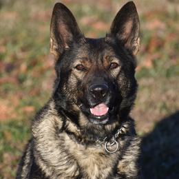 Gaja - German Shepherd