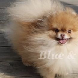 Roy - Pomeranian