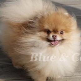 Roy - Pomeranian