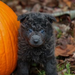 Grayl - Gray male Mudi puppy in Gatlinburg, Tennessee from Greenbrier