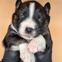 Raven3Boy2- BTM,LONGtail,AKC,OFAs,Genetics - Black tri-color male Australian Shepherd puppy in South Hill, Virginia from Silverside Aussies LLC